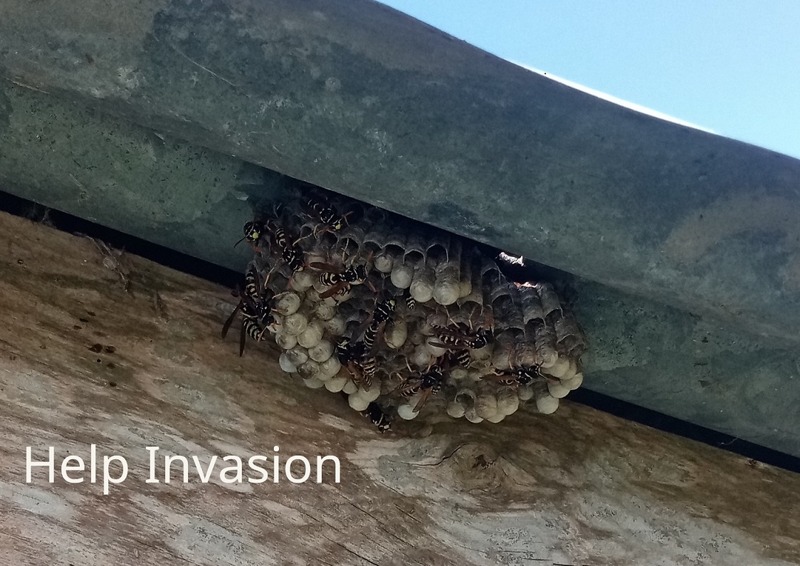 Guêpes-poliste-tôle