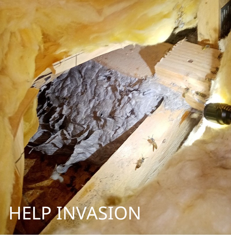 Nid-de-Guêpes-sous-isolation