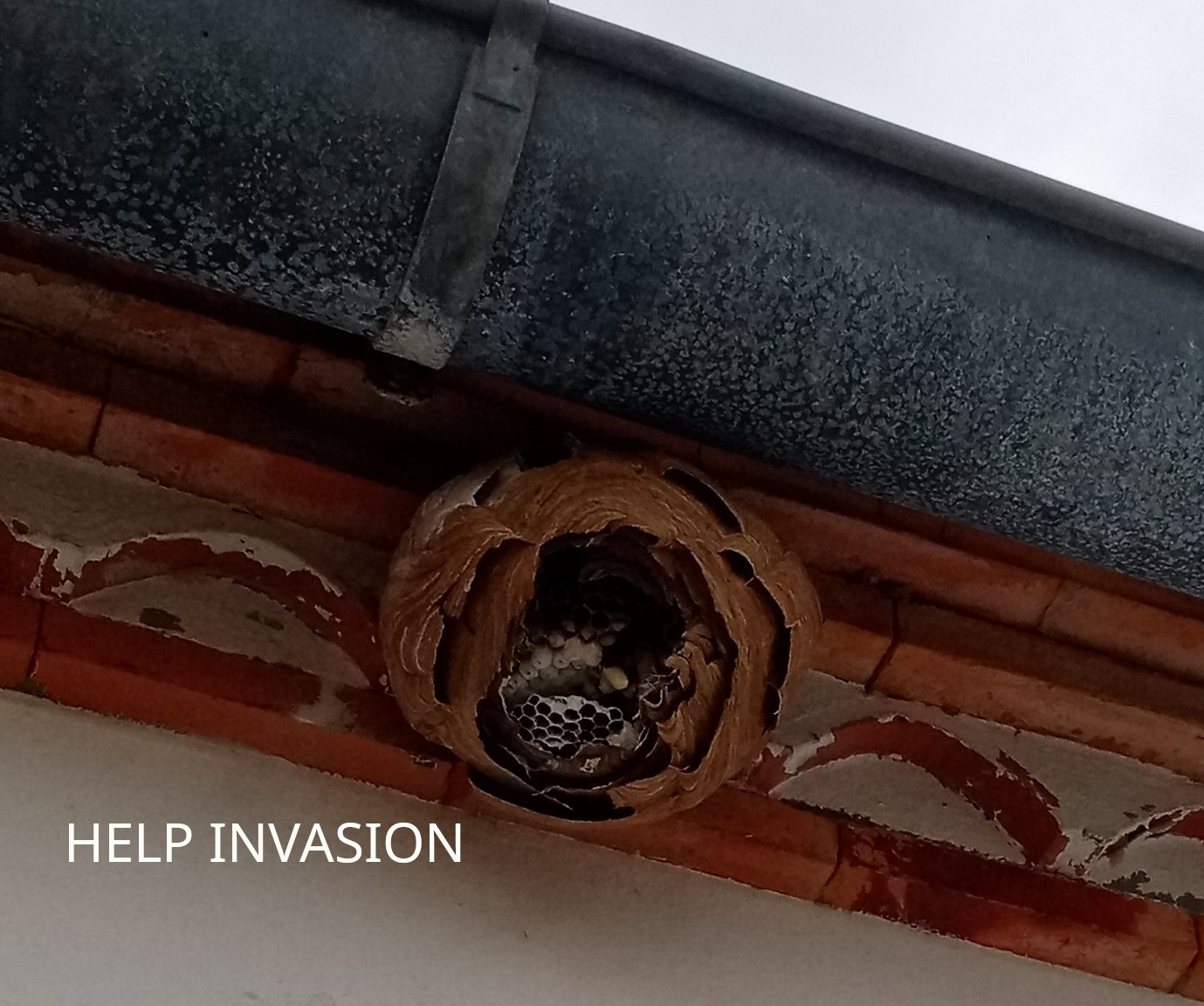 Nid-de-frelon-asiatique-traité