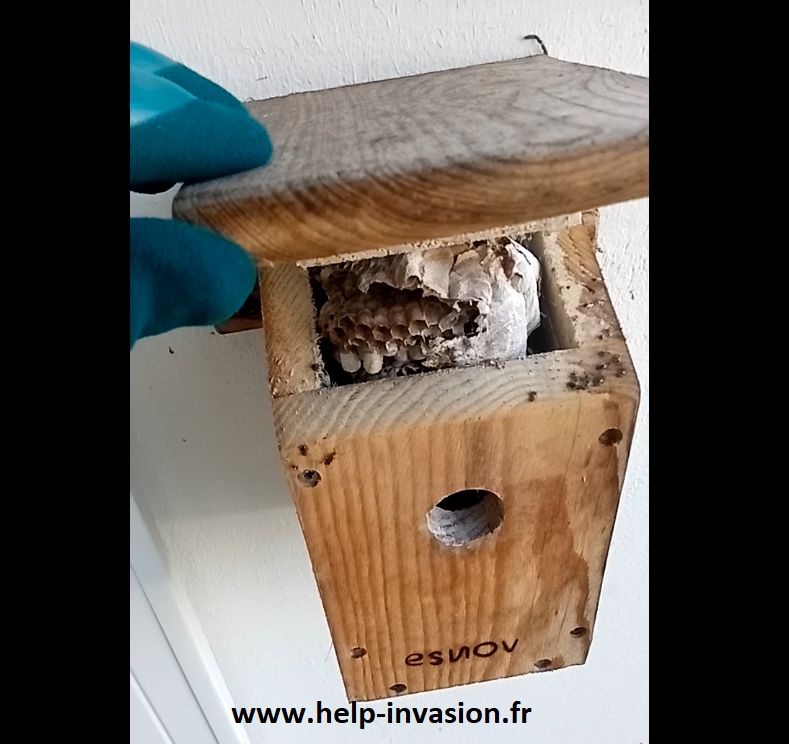 Nid-frelon-asiatique-dans-un-nichoir