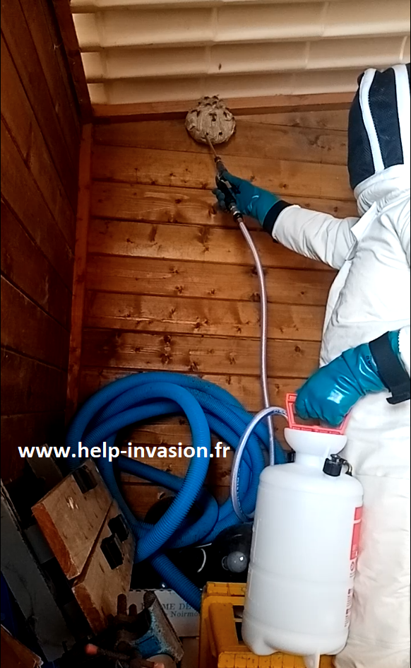 Nid-frelon-asiatique