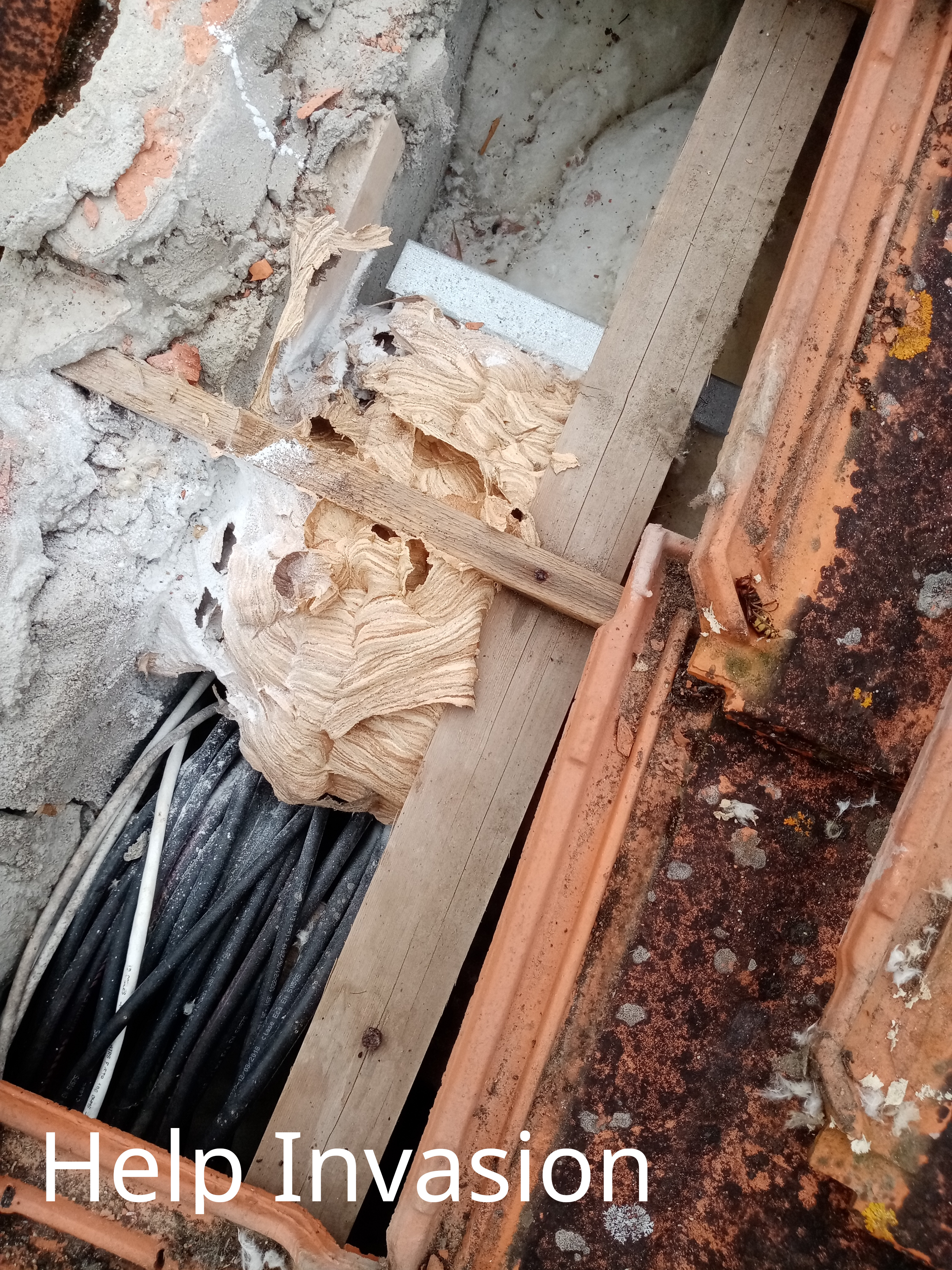 Nid-frelon-européen-sous-toiture